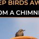 Bird Removal: How to Get Birds Out of Your Chimney + Prevention | Chimney Works – Expert Chimney Repair, Cleaning & Installation Services