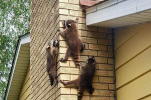 Chimney Work: How to Remove Raccoons From Chimney [Safely!] | Chimney Works – Expert Chimney Repair, Cleaning & Installation Services