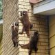 Chimney Work: How to Remove Raccoons From Chimney [Safely!] | Chimney Works – Expert Chimney Repair, Cleaning & Installation Services