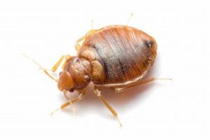 Swift Bugs Beware: Chimney Swift Bug Control Tips | Chimney Works – Expert Chimney Repair, Cleaning & Installation Services