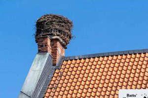 Birds Nest In Chimney Chimney Works – Expert Chimney Repair, Cleaning & Installation Services Birds Nest In Chimney | Chimney Works – Expert Chimney Repair, Cleaning & Installation Services