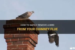 Bird in Chimney? How to Get a Bird Out of Your Chimney Safely Chimney Works – Expert Chimney Repair, Cleaning & Installation Services Bird in Chimney? How to Get a Bird Out of Your Chimney Safely | Chimney Works – Expert Chimney Repair, Cleaning & Installation Services