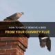 Bird in Chimney? How to Get a Bird Out of Your Chimney Safely | Chimney Works – Expert Chimney Repair, Cleaning & Installation Services