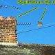 Rodent Removal: Squirrel in Chimney? Keep it Safe! | Chimney Works – Expert Chimney Repair, Cleaning & Installation Services