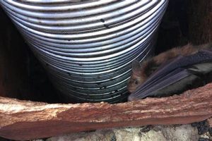 Stop Bats in Chimney: Removal & Prevention Tips | Chimney Works – Expert Chimney Repair, Cleaning & Installation Services