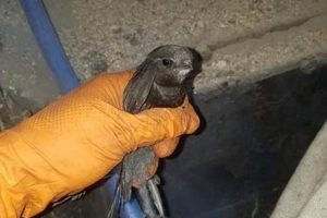 Help! Bird Stuck In Chimney: Safe Removal Tips | Chimney Works – Expert Chimney Repair, Cleaning & Installation Services