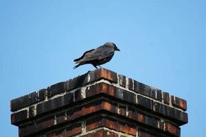 Prevent Bird in Chimney? Expert Tips & Removal | Chimney Works – Expert Chimney Repair, Cleaning & Installation Services