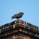 Prevent Bird in Chimney? Expert Tips & Removal | Chimney Works – Expert Chimney Repair, Cleaning & Installation Services