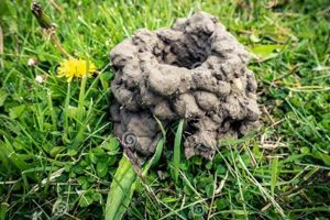 Crawdads & Chimneys: Mud Towers in Your Backyard | Chimney Works – Expert Chimney Repair, Cleaning & Installation Services