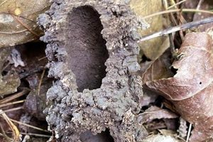 What is Cicada Chimney? The Mud Turrets of Spring | Chimney Works – Expert Chimney Repair, Cleaning & Installation Services