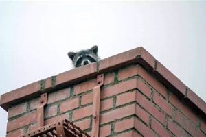 Critter-Safe Animal Removal from Chimney Experts Today! | Chimney Works – Expert Chimney Repair, Cleaning & Installation Services