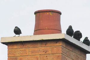 Help! Pigeon Stuck in Chimney? Safe Removal Guide Chimney Works – Expert Chimney Repair, Cleaning & Installation Services Help! Pigeon Stuck in Chimney? Safe Removal Guide | Chimney Works – Expert Chimney Repair, Cleaning & Installation Services