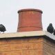 Help! Pigeon Stuck in Chimney? Safe Removal Guide | Chimney Works – Expert Chimney Repair, Cleaning & Installation Services
