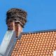 Bird in Chimney Removal: Easy Safe Guide + Prevention | Chimney Works – Expert Chimney Repair, Cleaning & Installation Services