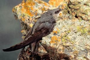 All About Chimney Swift Bird: Habits & Conservation | Chimney Works – Expert Chimney Repair, Cleaning & Installation Services