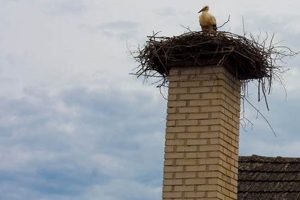 Black Moose Chimney: Pros, Cons, and Safety Tips | Chimney Works – Expert Chimney Repair, Cleaning & Installation Services