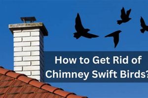 Swift Solution: How to Get Rid of Chimney Swift Birds Safely &amp; Humanely | Chimney Works – Expert Chimney Repair, Cleaning & Installation Services