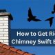 Swift Solution: How to Get Rid of Chimney Swift Birds Safely &amp; Humanely | Chimney Works – Expert Chimney Repair, Cleaning & Installation Services