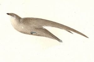 All About Chimney Swallows: Facts, Habitats & Conservation | Chimney Works – Expert Chimney Repair, Cleaning & Installation Services