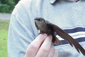 Sooty Survivors: Chimney Sweep Birds in Urban Habitats | Chimney Works – Expert Chimney Repair, Cleaning & Installation Services