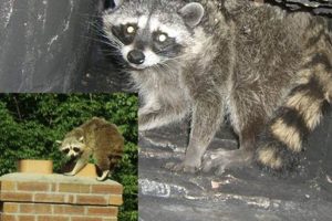 Raccoon in Chimney? Safe Removal Tips + Prevention | Chimney Works – Expert Chimney Repair, Cleaning & Installation Services