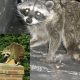 Raccoon in Chimney? Safe Removal Tips + Prevention | Chimney Works – Expert Chimney Repair, Cleaning & Installation Services