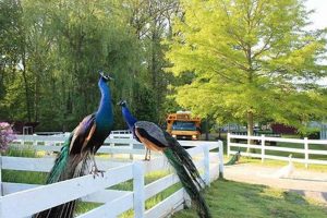 Discover: Green Chimneys Farm & Wildlife Center's Animals & Ed. Chimney Works – Expert Chimney Repair, Cleaning & Installation Services Discover: Green Chimneys Farm & Wildlife Center's Animals & Ed. | Chimney Works – Expert Chimney Repair, Cleaning & Installation Services