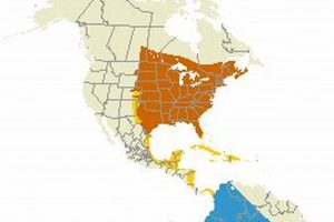 Understanding Chimney Swift Migration: Routes & Conservation Chimney Works – Expert Chimney Repair, Cleaning & Installation Services Understanding Chimney Swift Migration: Routes & Conservation | Chimney Works – Expert Chimney Repair, Cleaning & Installation Services