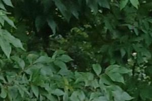 Chimney Cleaning Evansville Indiana Chimney Works – Expert Chimney Repair, Cleaning & Installation Services Chimney Cleaning Evansville Indiana | Chimney Works – Expert Chimney Repair, Cleaning & Installation Services