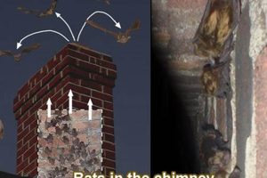 Fast Guide: How to Get Rid of Bats in Chimney - Safe & Easy | Chimney Works – Expert Chimney Repair, Cleaning & Installation Services