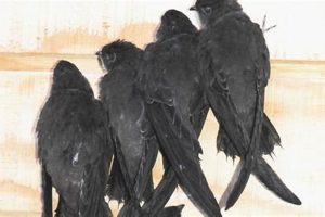 About Chimney Swallows: Nesting, Habitats &amp; Future | Chimney Works – Expert Chimney Repair, Cleaning & Installation Services