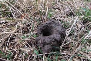 Unlocking Crawfish Chimneys: Secrets of Wetland Towers | Chimney Works – Expert Chimney Repair, Cleaning & Installation Services