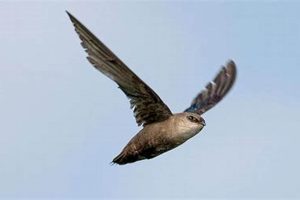 Chimney Swift Sounds: A Birdwatcher's Guide to Swift Noises | Chimney Works – Expert Chimney Repair, Cleaning & Installation Services