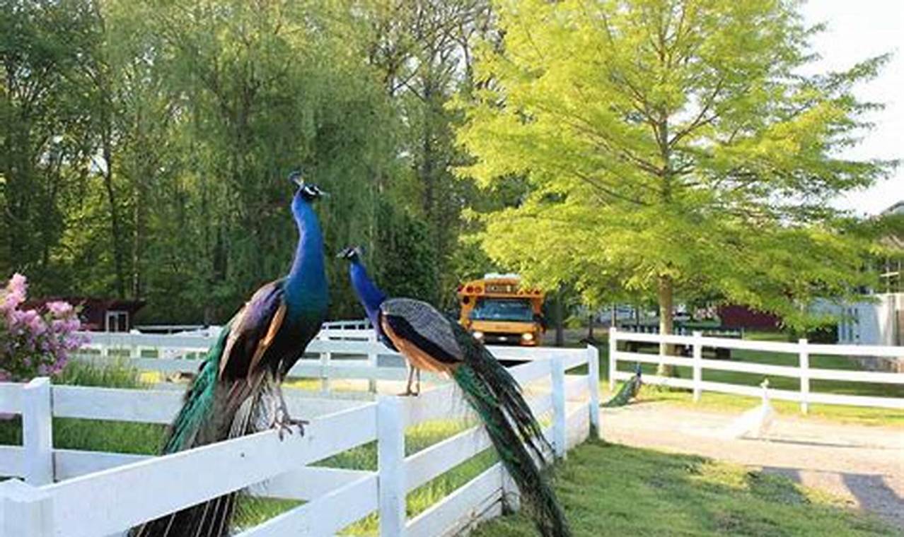 Visit Green Chimneys Farm: Animals, Education & More! Chimney Works – Expert Chimney Repair, Cleaning & Installation Services Visit Green Chimneys Farm: Animals, Education & More! | Chimney Works – Expert Chimney Repair, Cleaning & Installation Services