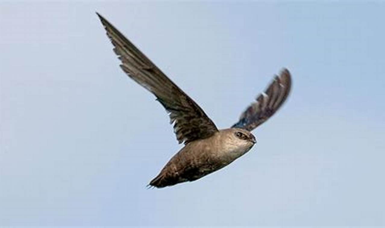 Bird Sounds: Chimney Sweep Chirps & More Chimney Works – Expert Chimney Repair, Cleaning & Installation Services Bird Sounds: Chimney Sweep Chirps & More | Chimney Works – Expert Chimney Repair, Cleaning & Installation Services