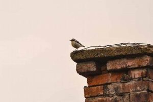 Stop Birds in Chimney: Quick & Humane Removal Tips | Chimney Works – Expert Chimney Repair, Cleaning & Installation Services