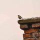 Stop Birds in Chimney: Quick & Humane Removal Tips | Chimney Works – Expert Chimney Repair, Cleaning & Installation Services