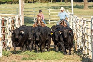 Chimney Rock Cattle Co: Ranching Excellence & Beyond Chimney Works – Expert Chimney Repair, Cleaning & Installation Services Chimney Rock Cattle Co: Ranching Excellence & Beyond | Chimney Works – Expert Chimney Repair, Cleaning & Installation Services