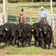 Chimney Rock Cattle Co: Ranching Excellence & Beyond | Chimney Works – Expert Chimney Repair, Cleaning & Installation Services
