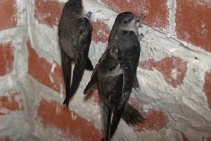 Planning Chimney Work? When Do Chimney Swifts Leave For Winter? | Chimney Works – Expert Chimney Repair, Cleaning & Installation Services