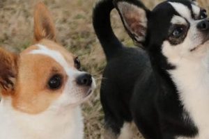 Discovering Chimney Mountain Chihuahuas: A Breed Guide | Chimney Works – Expert Chimney Repair, Cleaning & Installation Services