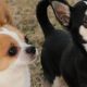Discovering Chimney Mountain Chihuahuas: A Breed Guide | Chimney Works – Expert Chimney Repair, Cleaning & Installation Services