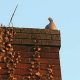 Safe Chimney Work: How to Get a Pigeon Out Fast! | Chimney Works – Expert Chimney Repair, Cleaning & Installation Services