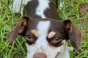 Find a Top Chimney Rock Vet: Care & Services Near You | Chimney Works – Expert Chimney Repair, Cleaning & Installation Services