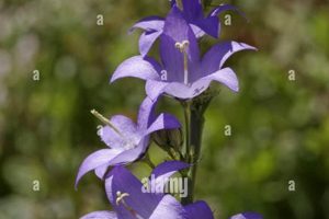 Grow Campanula Chimney Bellflower: Care Tips & Beauty! | Chimney Works – Expert Chimney Repair, Cleaning & Installation Services