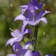 Grow Campanula Chimney Bellflower: Care Tips & Beauty! | Chimney Works – Expert Chimney Repair, Cleaning & Installation Services