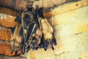 Batty Chimneys: Sweep Away Bats Safely &amp; Humanely | Chimney Works – Expert Chimney Repair, Cleaning & Installation Services