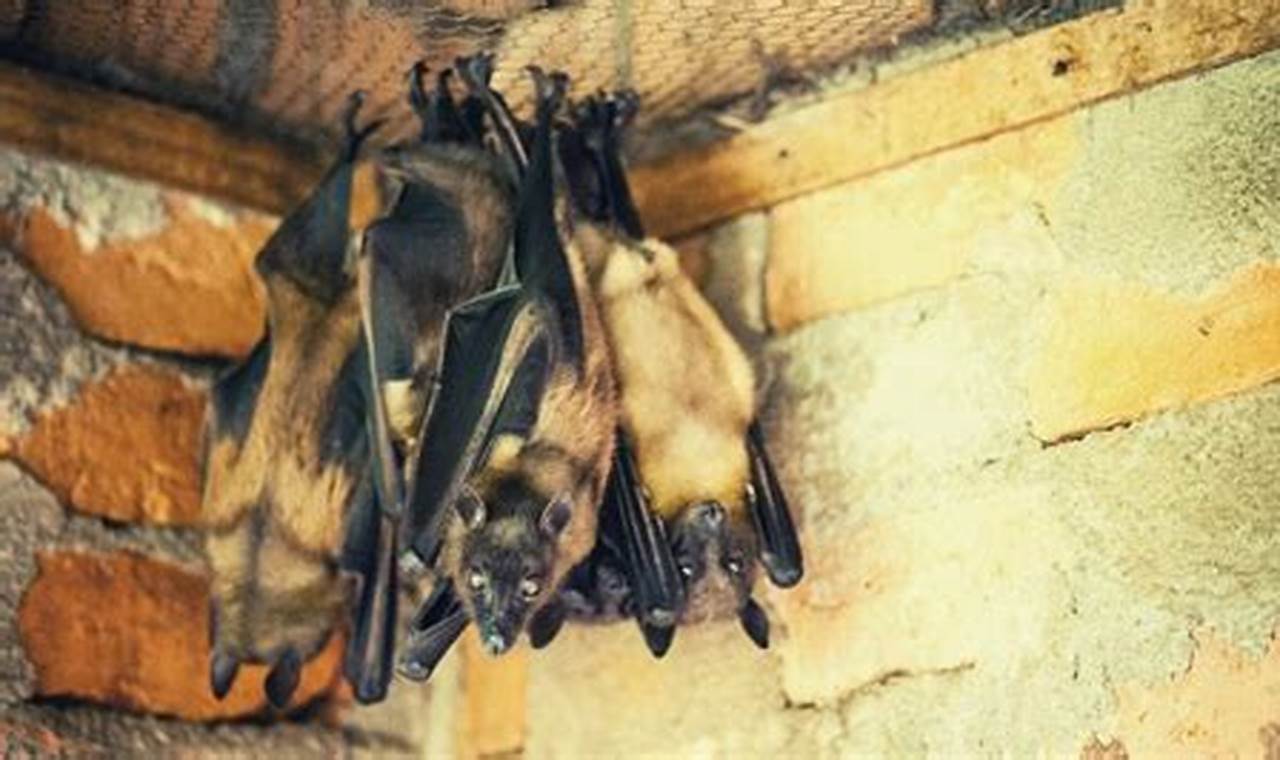 Batty Chimneys: Sweep Away Bats Safely &amp; Humanely | Chimney Works – Expert Chimney Repair, Cleaning & Installation Services