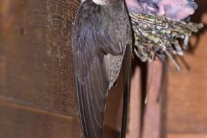 Why These Chimney Swifts (and Their Swift Work) Matter! | Chimney Works – Expert Chimney Repair, Cleaning & Installation Services