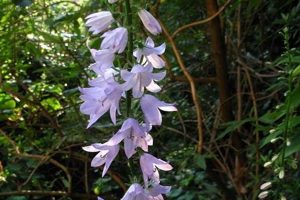 Grow Majestic Chimney Bellflower: Care & Guide | Chimney Works – Expert Chimney Repair, Cleaning & Installation Services
